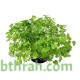 بذور الكزبرة (Coriandrum sativum)