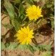 بذور نبات الحنوة Calendula Tripterocarpa