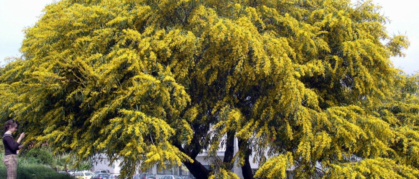 شجرة أكاسيا ساليجنا (Acacia saligna)
