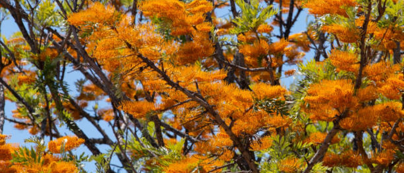 شجرة البلوط الحريري (Grevillea robusta)