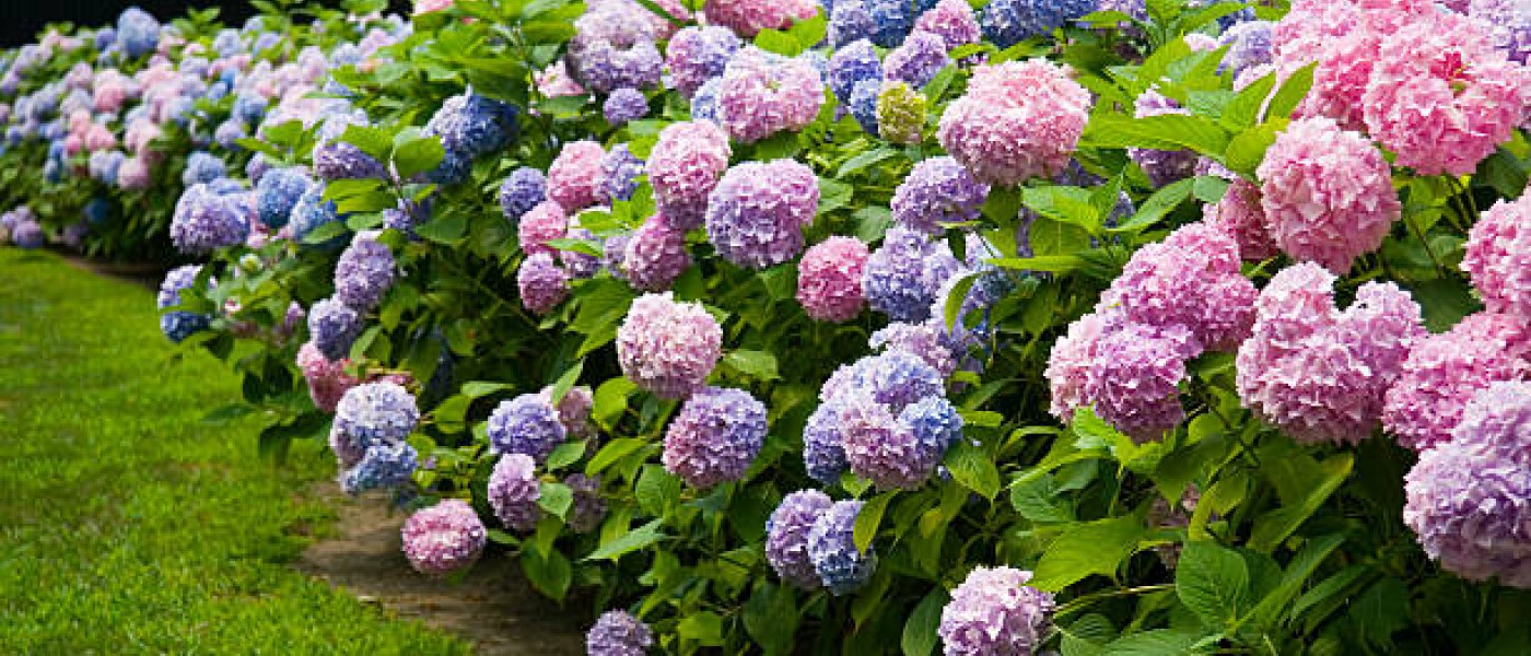 نبات القرطاسيا (Hydrangea)