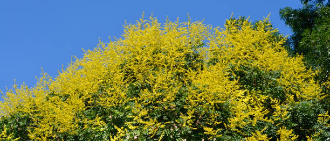 شجرة المطر الذهبية (Koelreuteria paniculata):