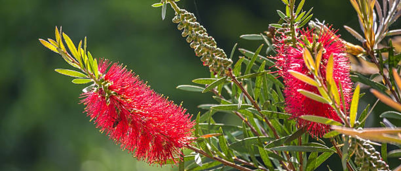 شجرة فرشاة الزجاج Callistemon viminalis