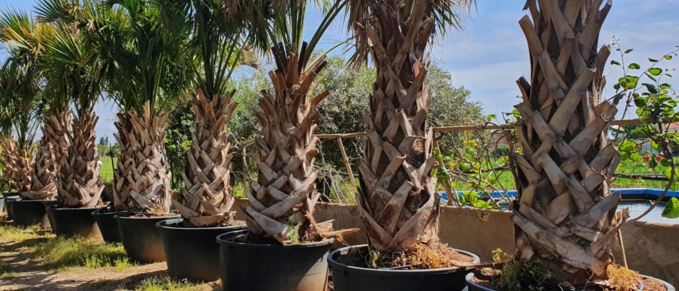 نبات نخيل ذيل الطاووس - Sabal Palmetto رمز الجمال الاستوائي