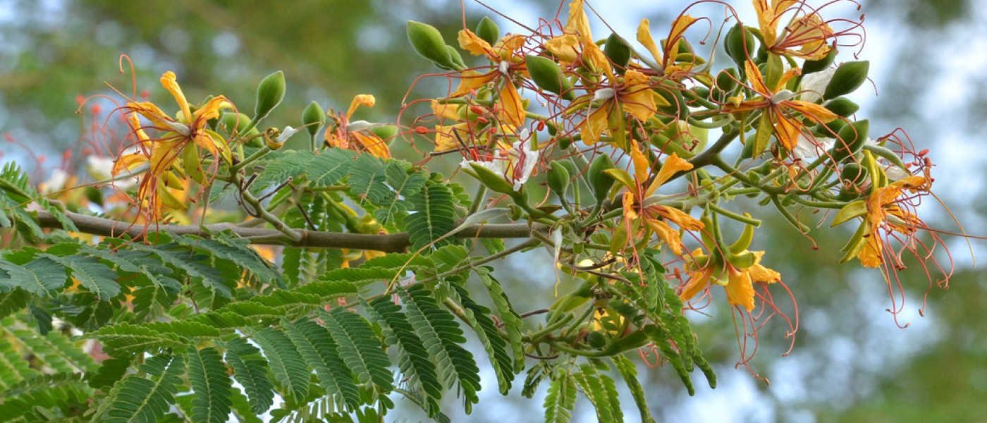 شجرة الرنف النادرة (Delonix elata)