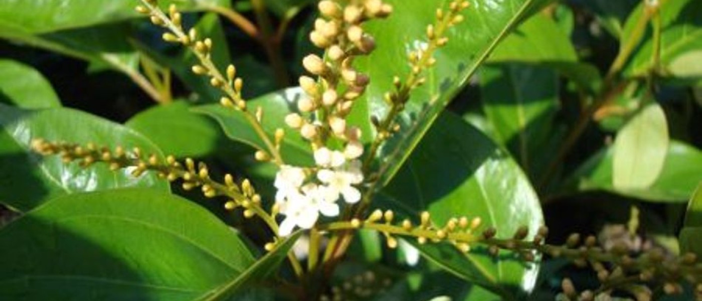 نبات الياسمين الأسترالي (Citharexylum quadrangulare)