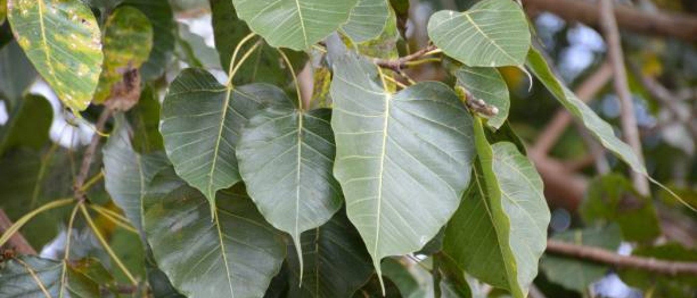 شجرة فيكس لسان العصفور (Ficus religiosa)