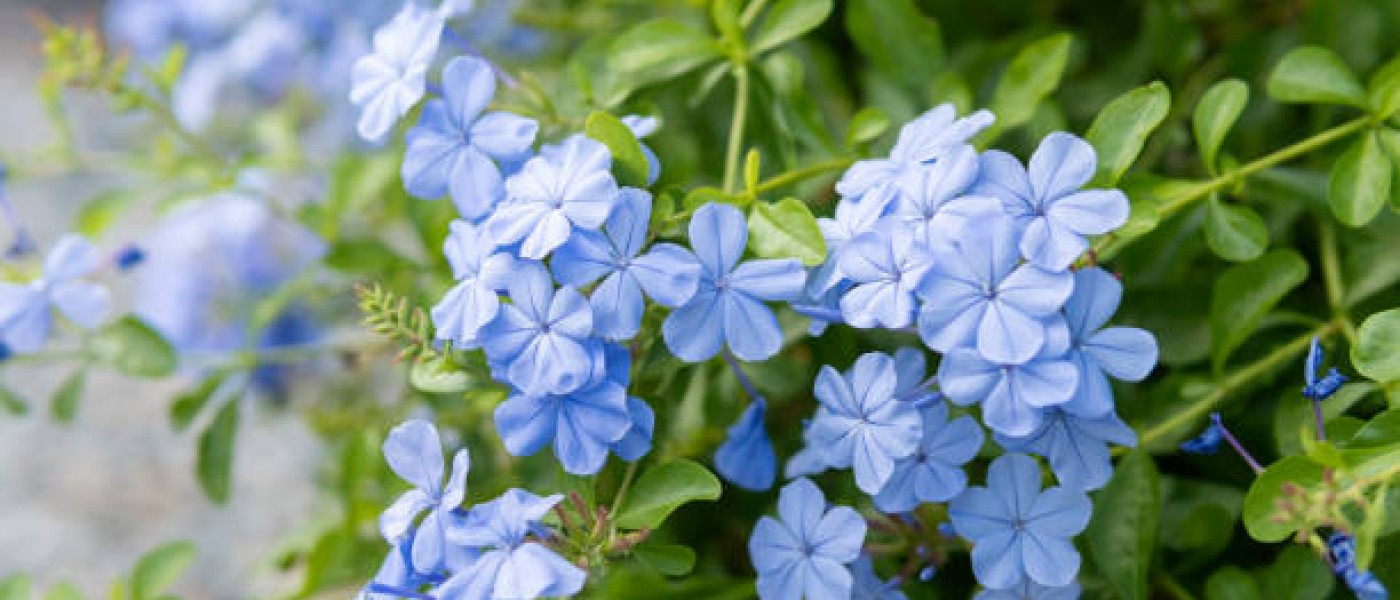 نبات الياسمين الأزرق (Plumbago auriculata)