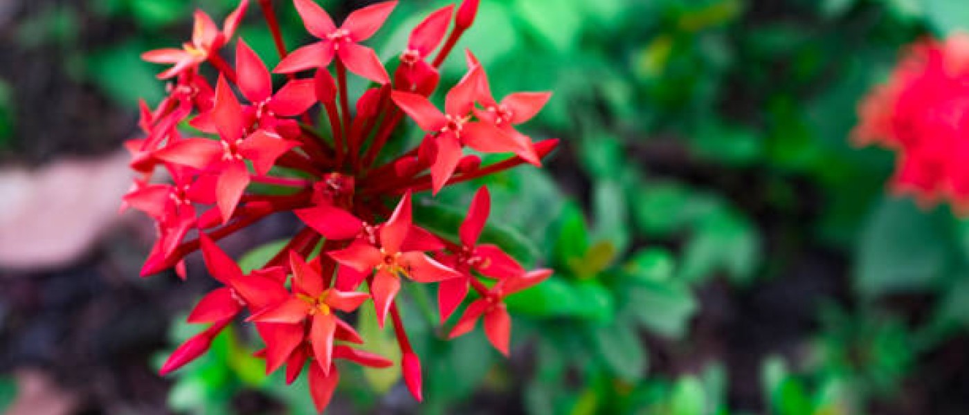 نبات الأكزورا (Ixora coccinea)