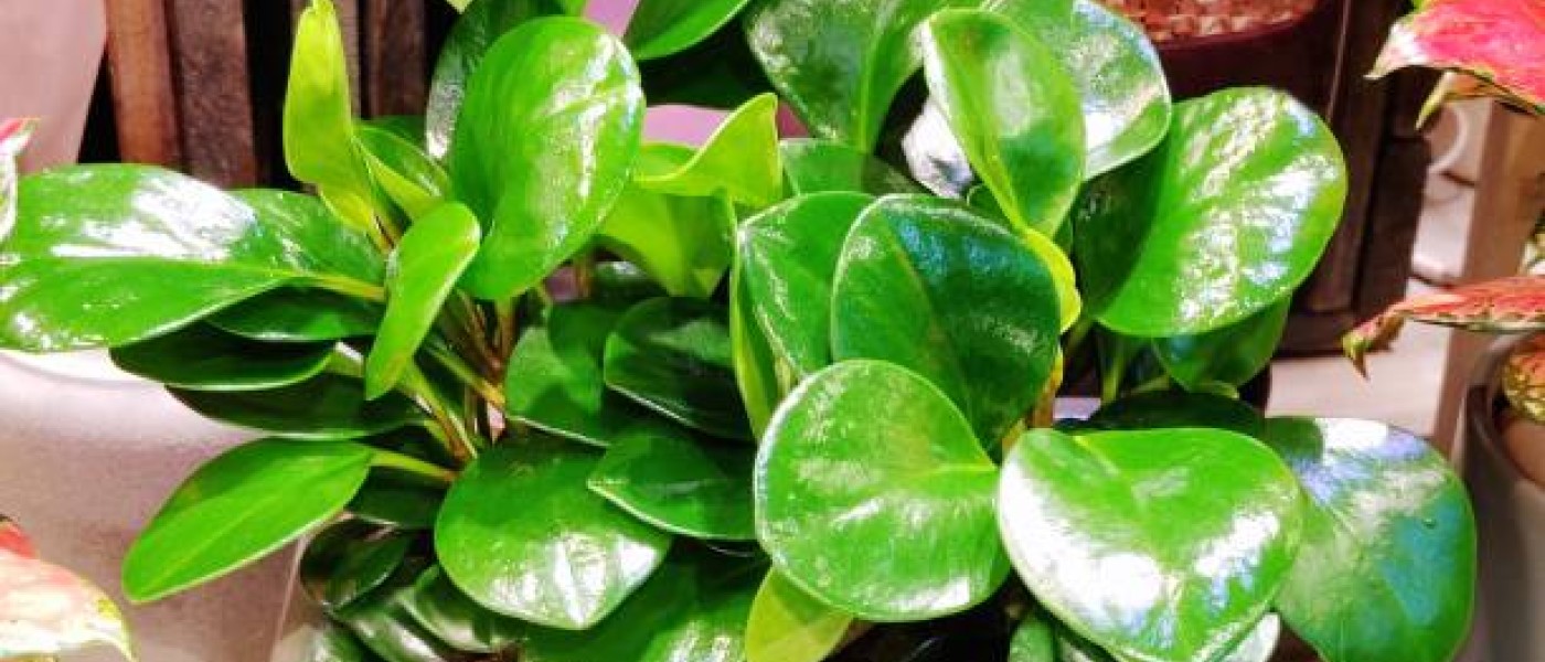 نبات البروميا Peperomia