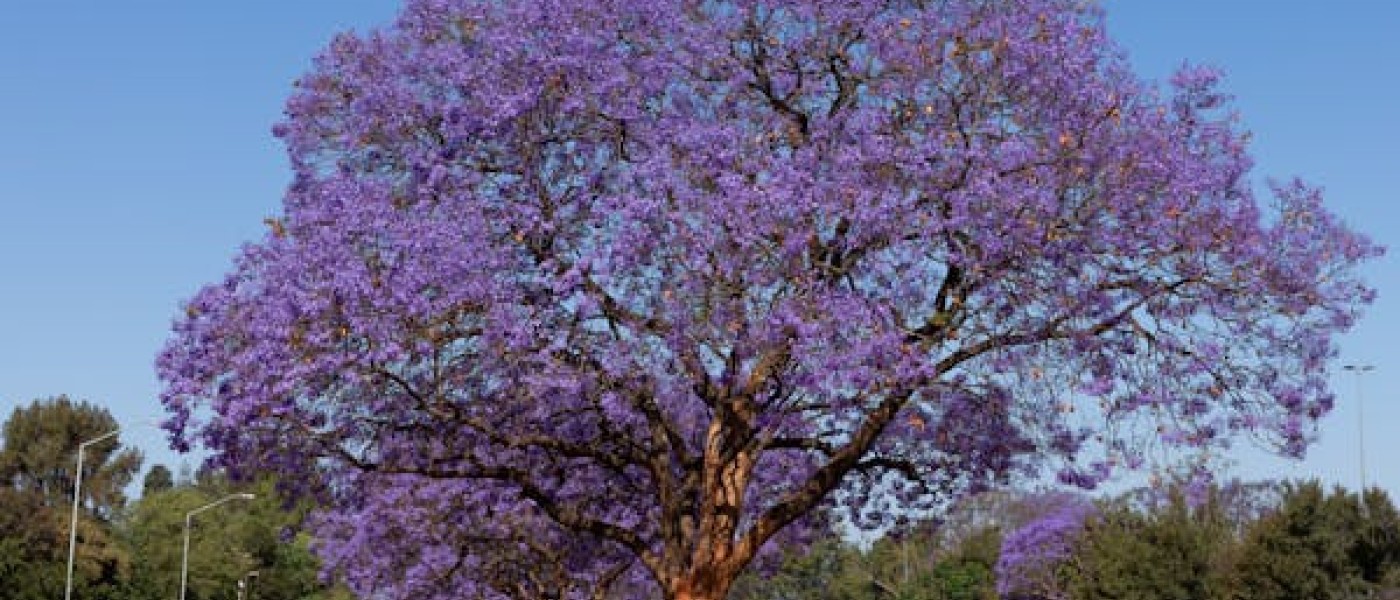 شجرة الجاكرندا
