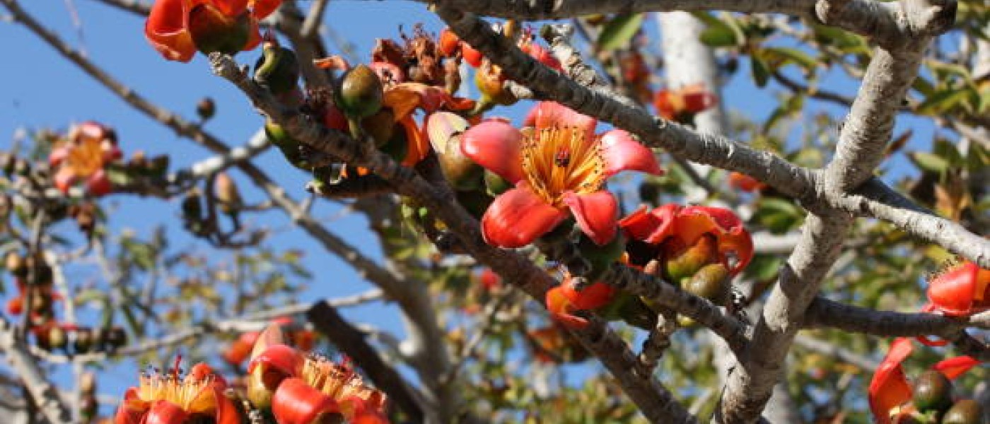 شجرة البومباكس Bombax ceiba