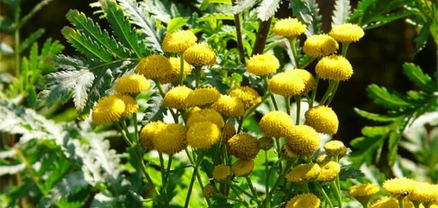   _   - Achillea fragrantissima