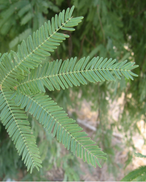 بذور شجرة الغاف الخليجي Prosopis Cineraria 50